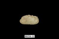 藏品(紫斑船蛤)的圖片